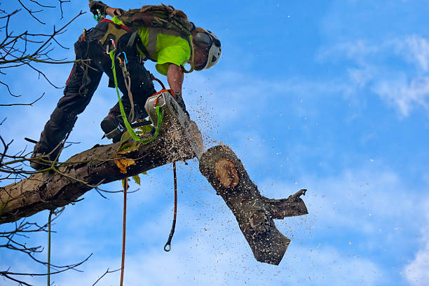 How Our Tree Care Process Works  in  Kaufman, TX